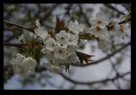 Pliska -14-04-2013 - Bogdan Balaban
